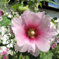 Sléz Alcea Rosea 3