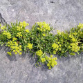 Motar přímořský Crithmum maritimum 3
