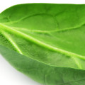 Špenát Spinacia oleracea 3