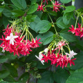 Rangúnská liána Combretum Indicum 3