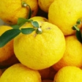 Yuzu Citrus junos 3