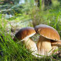 Houby Agaricus Bisporus 3