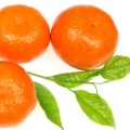 Mandarinka klementina Citrus clementina 3
