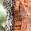 Korek Quercus suber 3