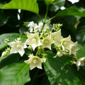 Vallaris glabra Vallaris Glabra 3