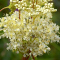 Tavolník Filipendula Ulmaria 3