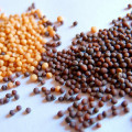 Hořčičné semínko Brassica Nigra 3