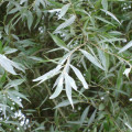 Vrba bílá Salix Alba 3