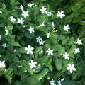 Wrightie Wrightia Antidysenterica 3