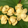 Květina Lamduan Melodorum Fruticosum 3