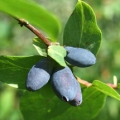 Zimolez Caprifoliaceae 3