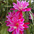 Orchidejový kaktus Epiphyllum 3