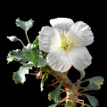 Monsonia patersonii Sarcocaulon Crassicaule 3