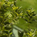 Květ chinotta Citrus myrtifolia 3