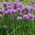Pažitka Allium Schoenoprasum 3