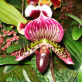Cypripedioideae Cypripedium Calceolus 3