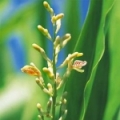 Galanga kořen Alpinia Officinarum 3