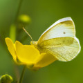 Pryskyřník Ranunculus 3