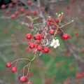 Hloh Crataegus monogyna (Rosaceae) 3