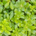 Slizoplod Pittosporum tobira (Pittosporaceae)  3