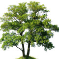 Olše Alnus Serrulata  3