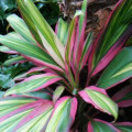 Dračinka Cordyline Fruticosa 3