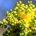 Mahónie Mahonia Aquifolium 3