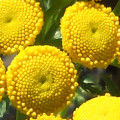 Vratič Tanacetum Vulgare 3