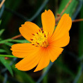Krásenka Cosmos Sulphureus 3