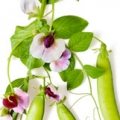 Hrachor Lathyrus odoratus (Fabaceae) 3