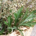 Estragon Artemisia dracunculus 3