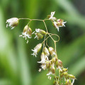 Sladká tráva Hierochloe Odorata,  Anthoxanthum Nitens 3
