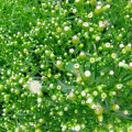 Přesličky Erigeron Canadensis 3