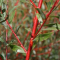 Červená vrba Callistemon Salignus Red 3