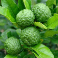 Citroník Citrus hystrix  3