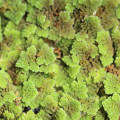 Azola (vodní kapradina) Azolla imbricata 3