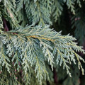 Nootka Cupressus nootkatensis 3
