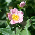 Eglantská růže Rosa Rubiginosa 3
