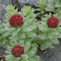 Rozchodnice růžová Rhodiola Rosea 3
